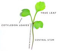 First leaves of a Sprout
